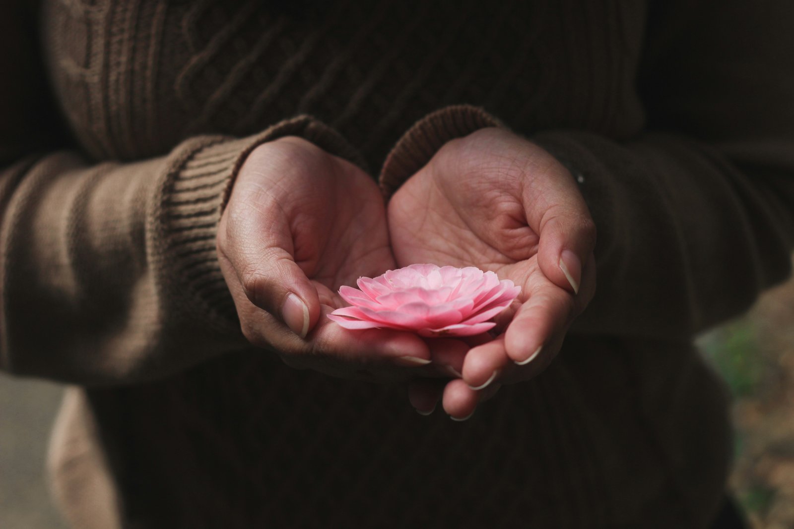 Hands cupping a flower in stillness