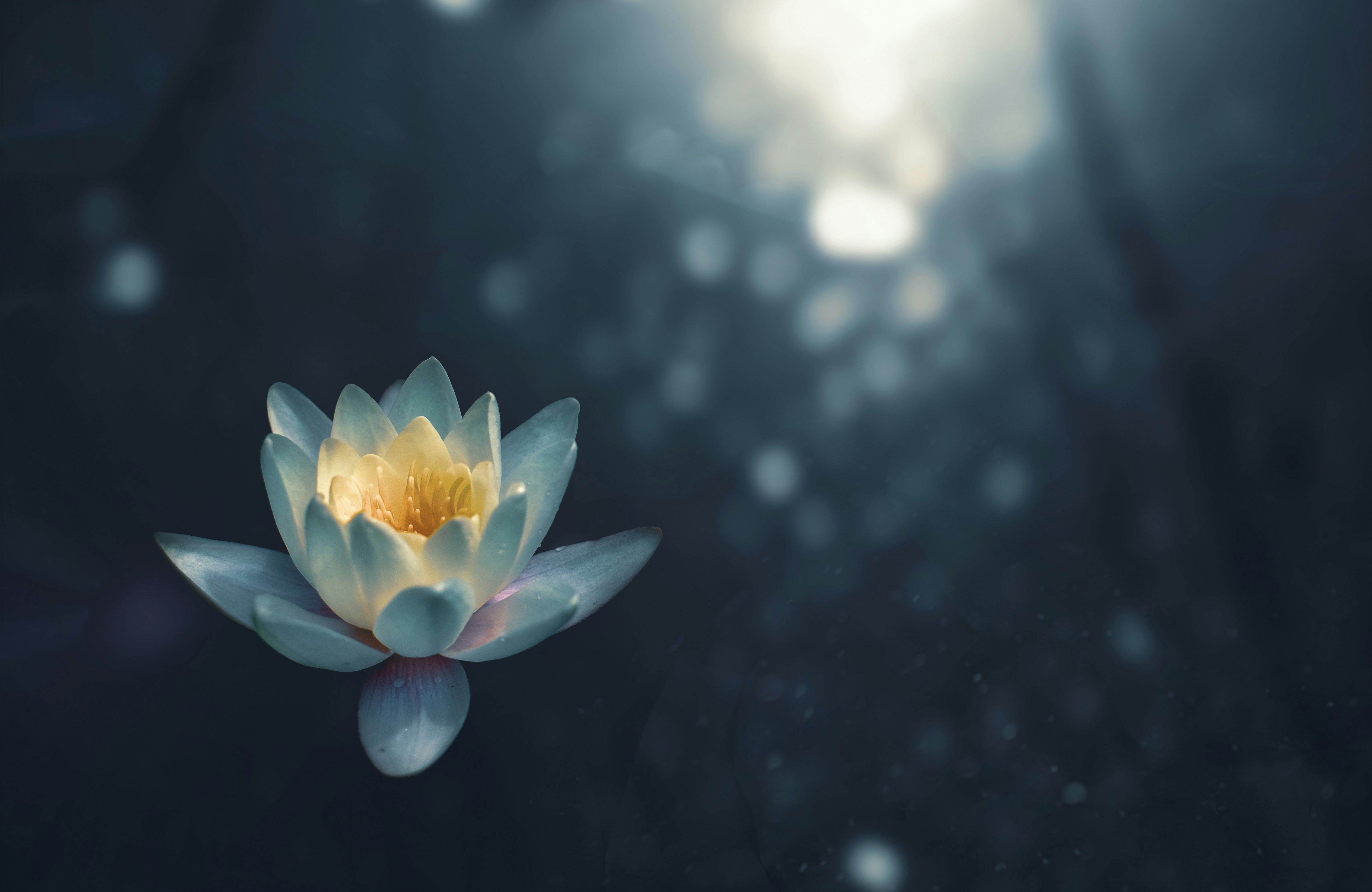 White lotus on dark still water